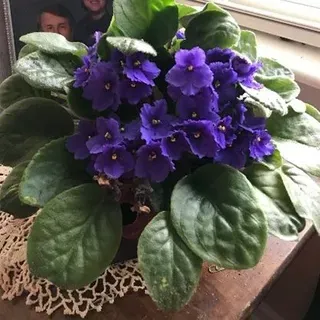 thumbnail for publication: African Violets